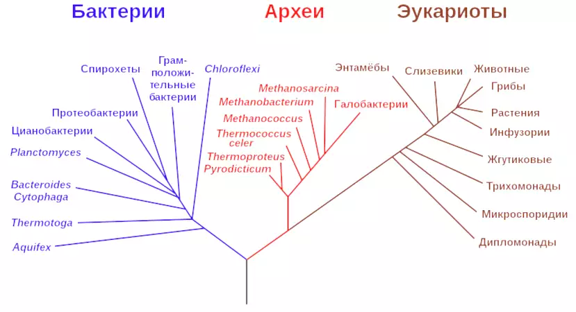Теоретически укоренённое филогенетическое дерево для генов рРНК, которое показывает общее происхождение для живых организмов всех трёх доменов: эукариоты, археи, бактерии