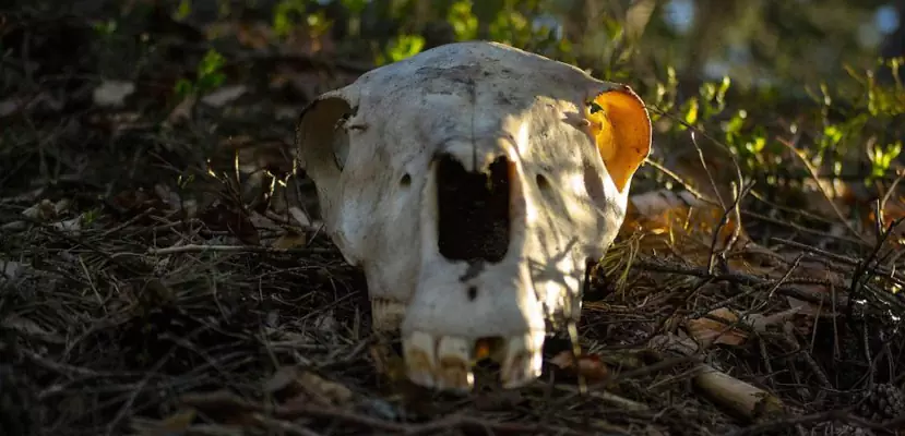 Долина Смерти на Камчатке – аномальная зона, где гибнет всё живое