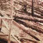Упавшие деревья в месте падения Тунгусского метеорита