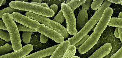 Забытый антибиотик Octapeptin может стать спасением от самых стойких супербактерий