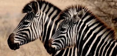 Почему зебра полосатая и зачем ей нужны полоски, как возникла полосатость у зебр