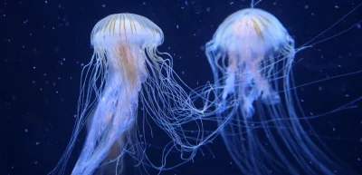 Почему медузы бессмертны: загадочные регенеративные способности и клеточное омоложение Turritopsis dohrnii
