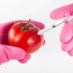 ГМО томат