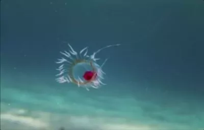 Бессмертная медуза Turritopsis dohrnii